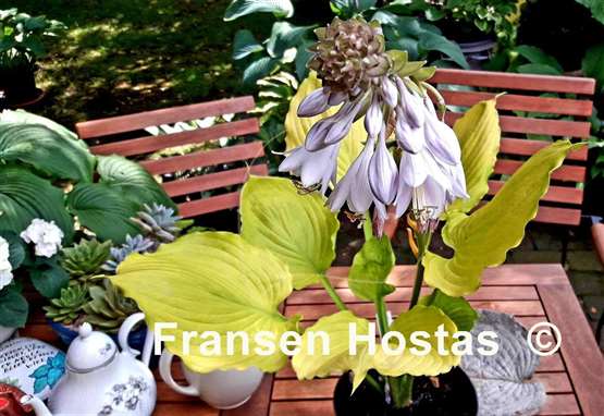 Hosta Seasons in the Sun